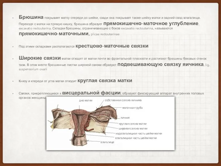 Брюшина покрывает матку спереди до шейки, сзади она покрывает также