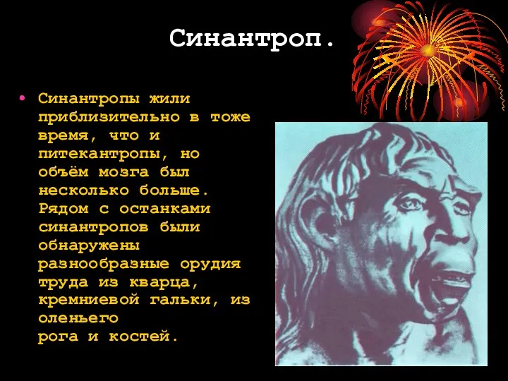 Синантроп. Синантропы жили приблизительно в тоже время, что и питекантропы,