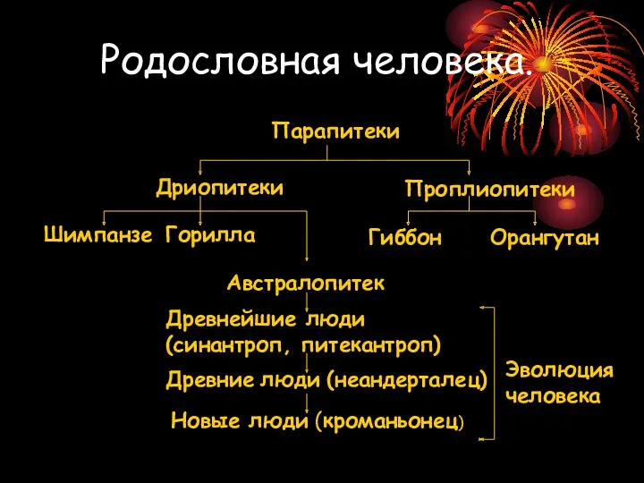 Родословная человека. Парапитеки Дриопитеки Проплиопитеки Шимпанзе Горилла Гиббон Орангутан Австралопитек