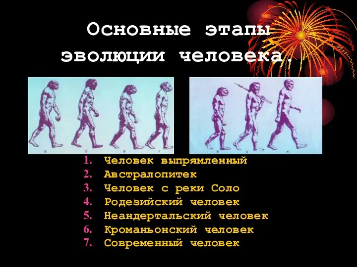 Основные этапы эволюции человека. Человек выпрямленный Австралопитек Человек с реки