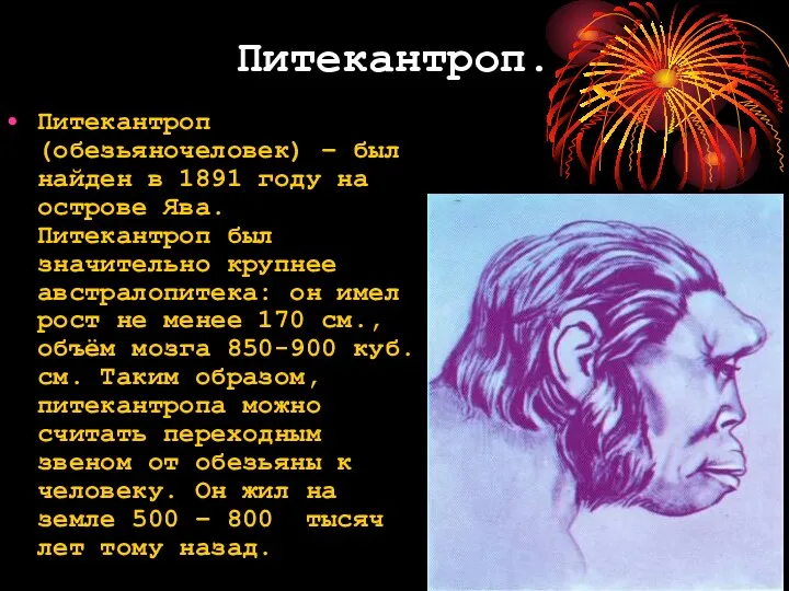 Питекантроп. Питекантроп (обезьяночеловек) – был найден в 1891 году на