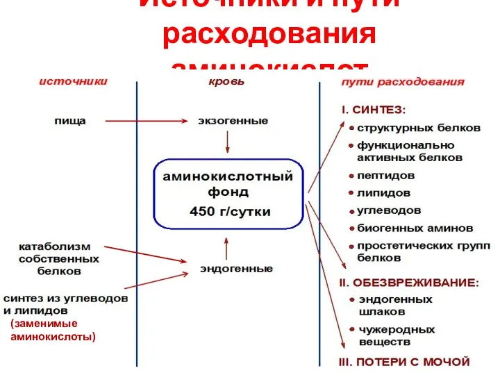 Источники и пути расходования аминокислот (заменимые аминокислоты)