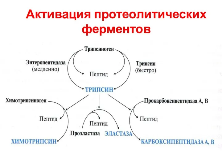 Активация протеолитических ферментов