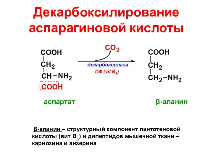 Декарбоксилирование аспарагиновой кислоты β-аланин – структурный компонент пантотеновой кислоты (вит