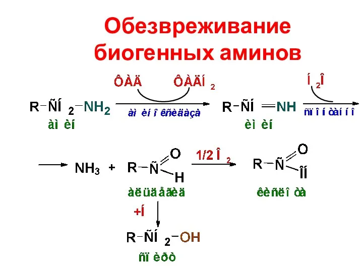 Обезвреживание биогенных аминов