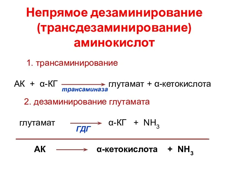 Непрямое дезаминирование (трансдезаминирование) аминокислот АК α-кетокислота + NH3 1. трансаминирование