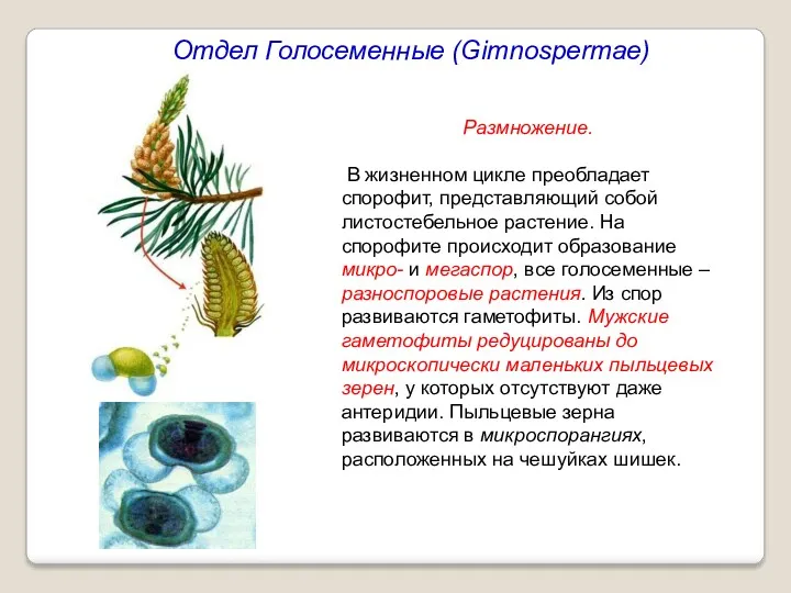 Отдел Голосеменные (Gimnospermae) Размножение. В жизненном цикле преобладает спорофит, представляющий