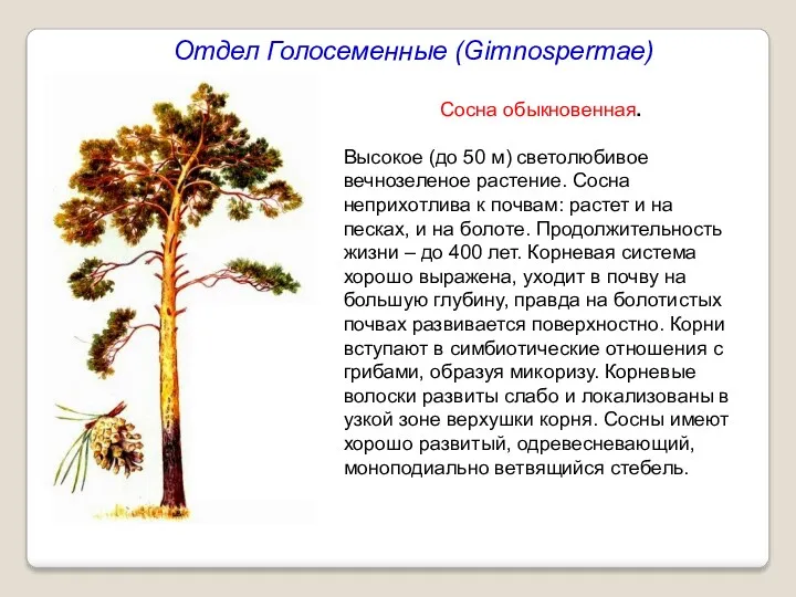 Отдел Голосеменные (Gimnospermae) Сосна обыкновенная. Высокое (до 50 м) светолюбивое