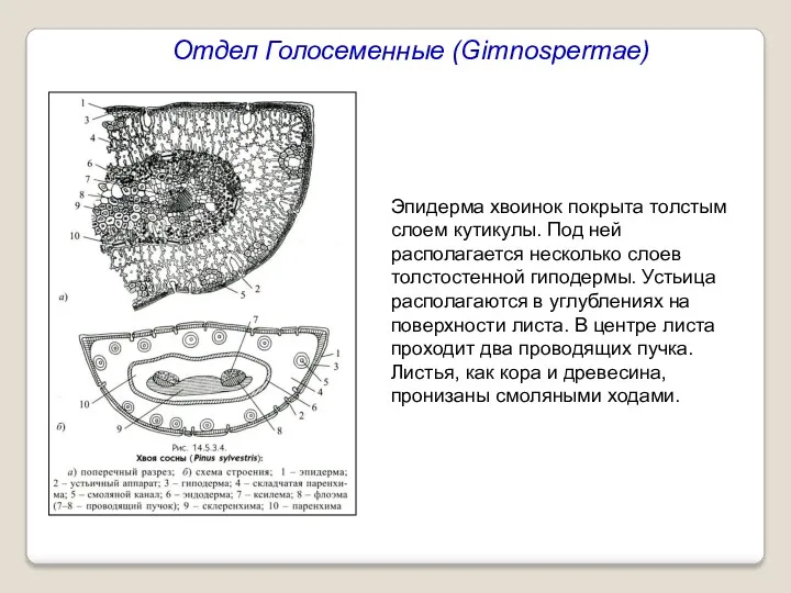 Отдел Голосеменные (Gimnospermae) Эпидерма хвоинок покрыта толстым слоем кутикулы. Под