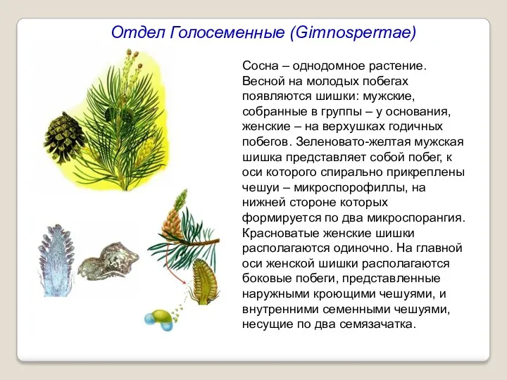 Отдел Голосеменные (Gimnospermae) Сосна – однодомное растение. Весной на молодых