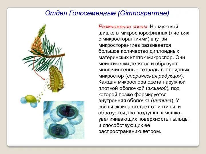 Отдел Голосеменные (Gimnospermae) Размножение сосны. На мужской шишке в микроспорофиллах