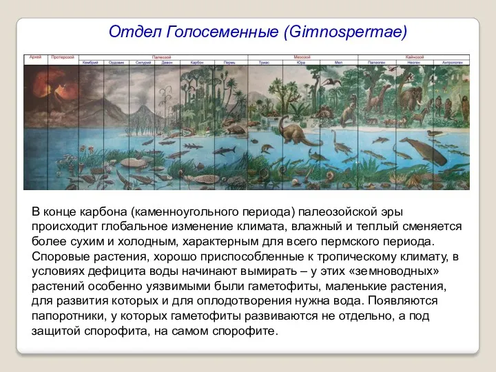 В конце карбона (каменноугольного периода) палеозойской эры происходит глобальное изменение