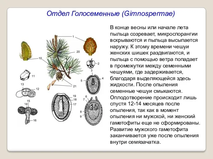 Отдел Голосеменные (Gimnospermae) В конце весны или начале лета пыльца