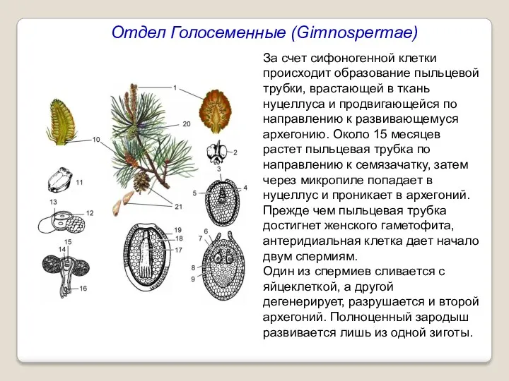 Отдел Голосеменные (Gimnospermae) За счет сифоногенной клетки происходит образование пыльцевой