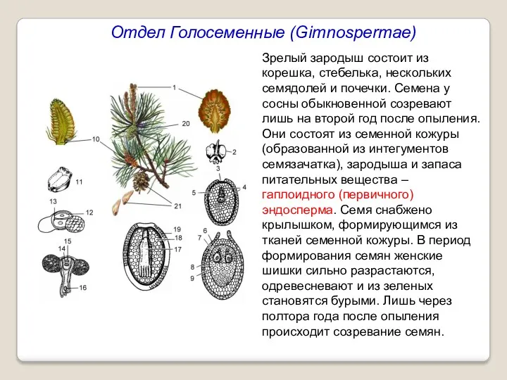 Отдел Голосеменные (Gimnospermae) Зрелый зародыш состоит из корешка, стебелька, нескольких