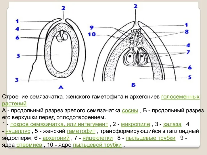 Строение семязачатка, женского гаметофита и архегониев голосеменных растений . А