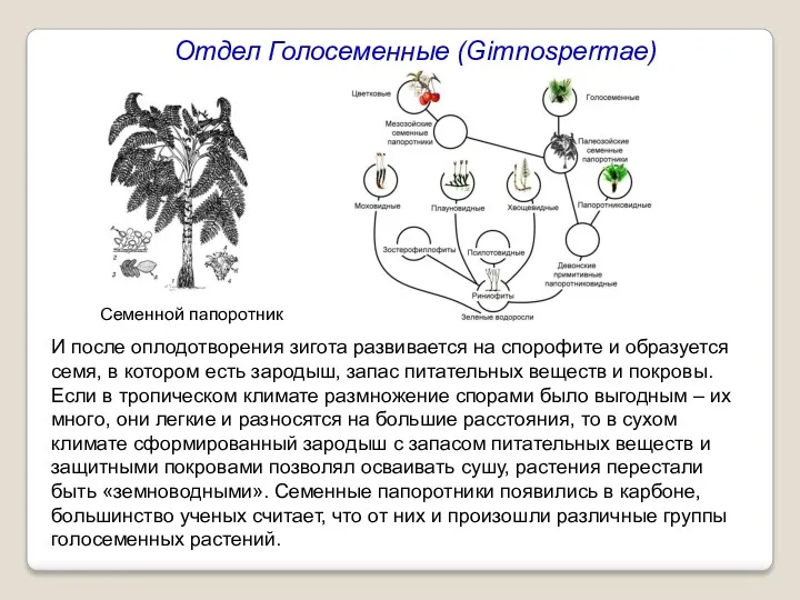 Семенной папоротник И после оплодотворения зигота развивается на спорофите и