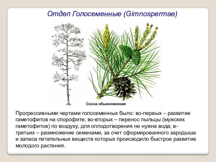 Отдел Голосеменные (Gimnospermae) Прогрессивными чертами голосеменных было: во-первых – развитие