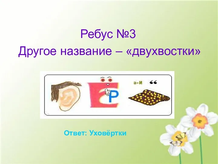 Ребус №3 Другое название – «двухвостки» Ответ: Уховёртки