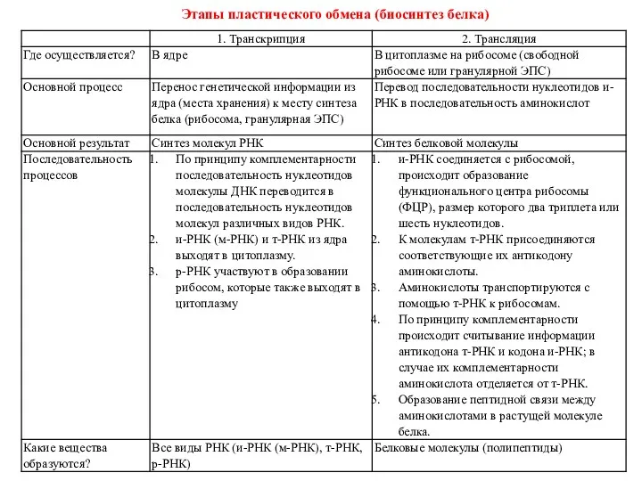 Этапы пластического обмена (биосинтез белка)