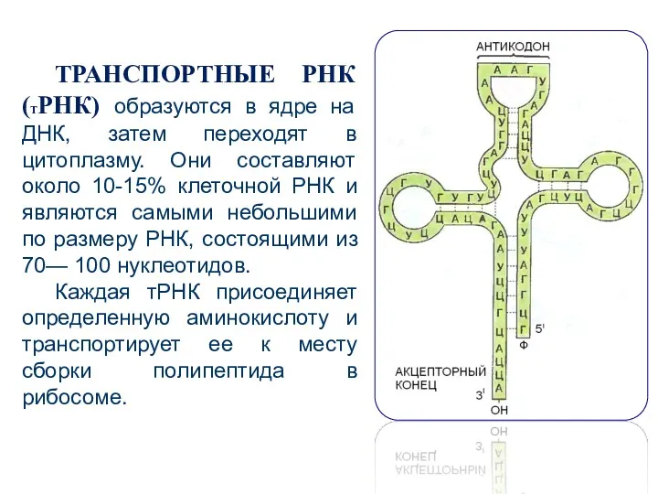 ТРАНСПОРТНЫЕ РНК (ТРНК) образуются в ядре на ДНК, затем переходят