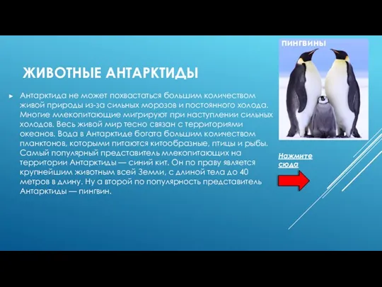 ЖИВОТНЫЕ АНТАРКТИДЫ Антарктида не может похвастаться большим количеством живой природы из-за сильных морозов