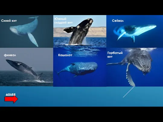 Синий кит Южный гладкий кит Сейвал финвал Кашалот Горбатый кит далее