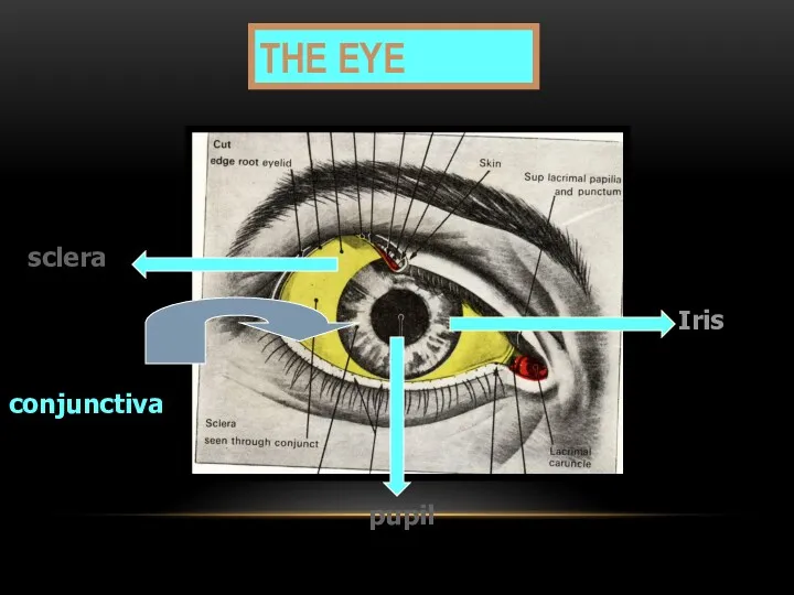 THE EYE sclera pupil Iris conjunctiva