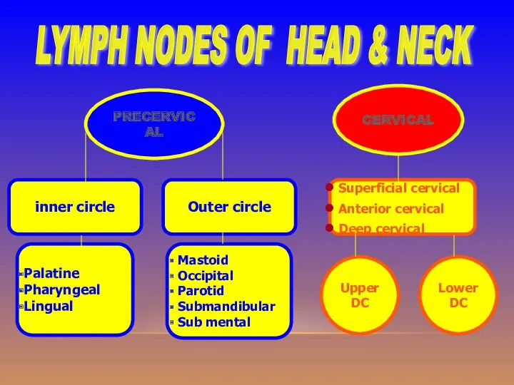 PRECERVICAL CERVICAL Superficial cervical Anterior cervical Deep cervical Outer circle