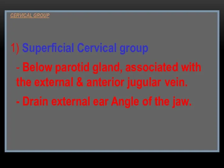 CERVICAL GROUP 1) Superficial Cervical group - Below parotid gland,