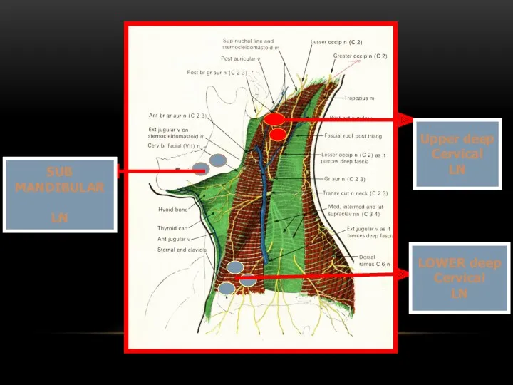 Upper deep Cervical LN LOWER deep Cervical LN SUB MANDIBULAR LN