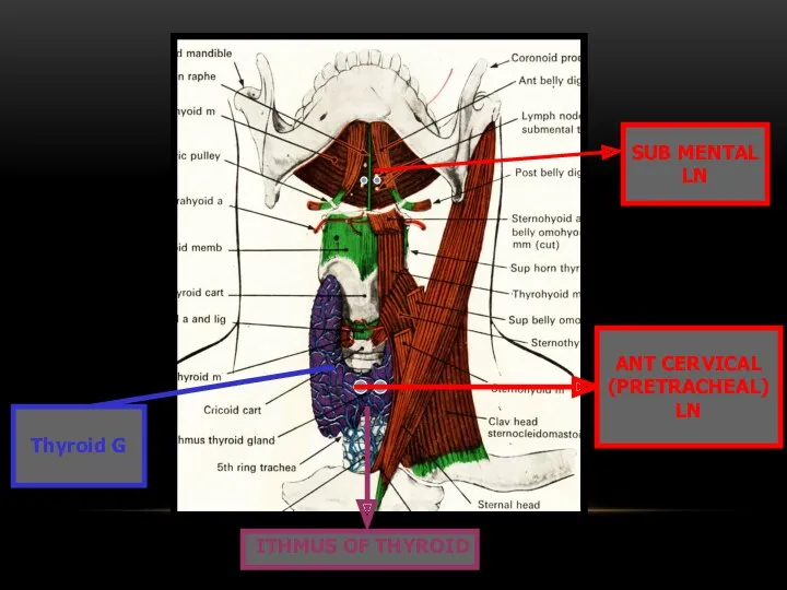 Thyroid G SUB MENTAL LN ITHMUS OF THYROID ANT CERVICAL (PRETRACHEAL) LN