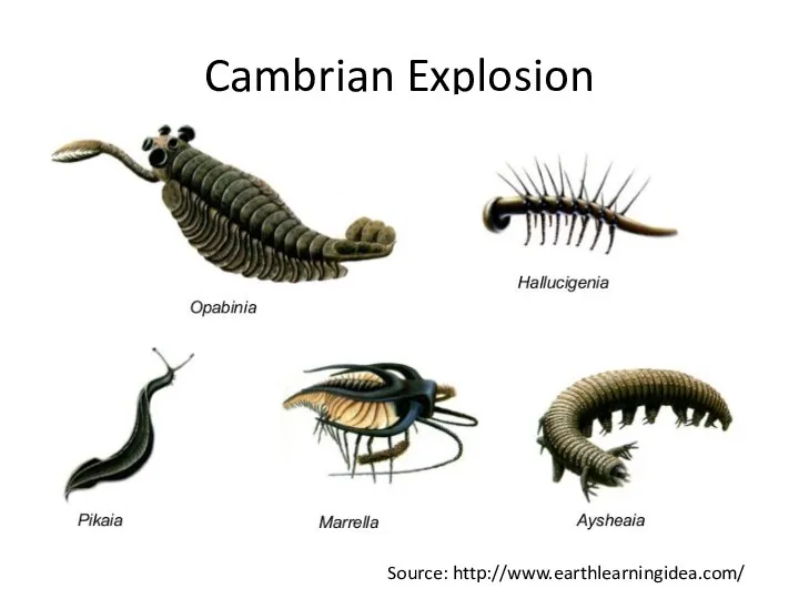 Cambrian Explosion Source: http://www.earthlearningidea.com/