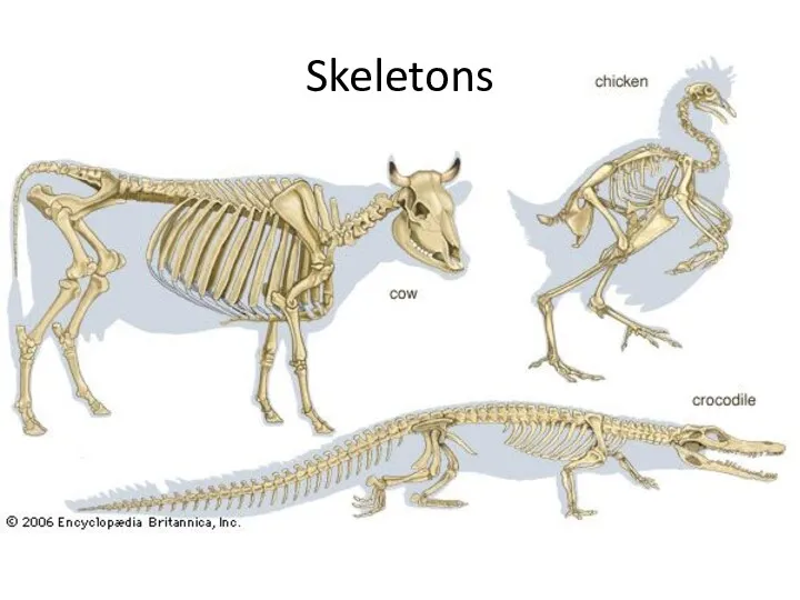 Skeletons