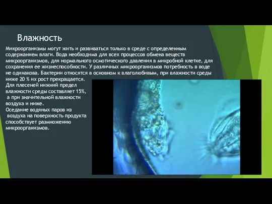 Влажность Микроорганизмы могут жить и развиваться только в среде с