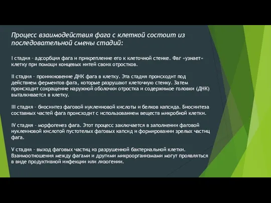 Процесс взаимодействия фага с клеткой состоит из последовательной смены стадий: