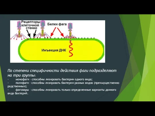 По степени специфичности действия фаги подразделяют на три группы: ·