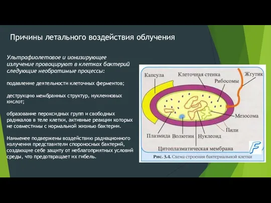 Причины летального воздействия облучения Ультрафиолетовое и ионизирующее излучение провоцируют в