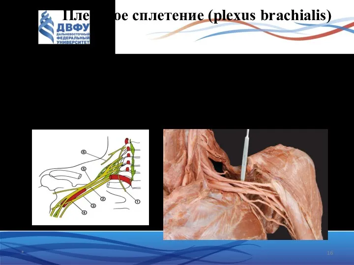 Плечевое сплетение (plexus brachialis) Плечевое сплетение слагается из передних ветвей