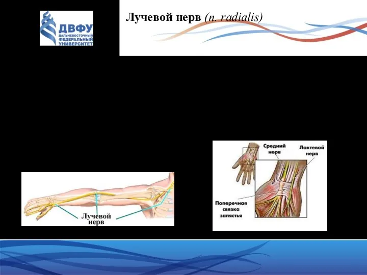 Лучевой нерв (n. radialis) иннервирует задние группы мышц плеча и