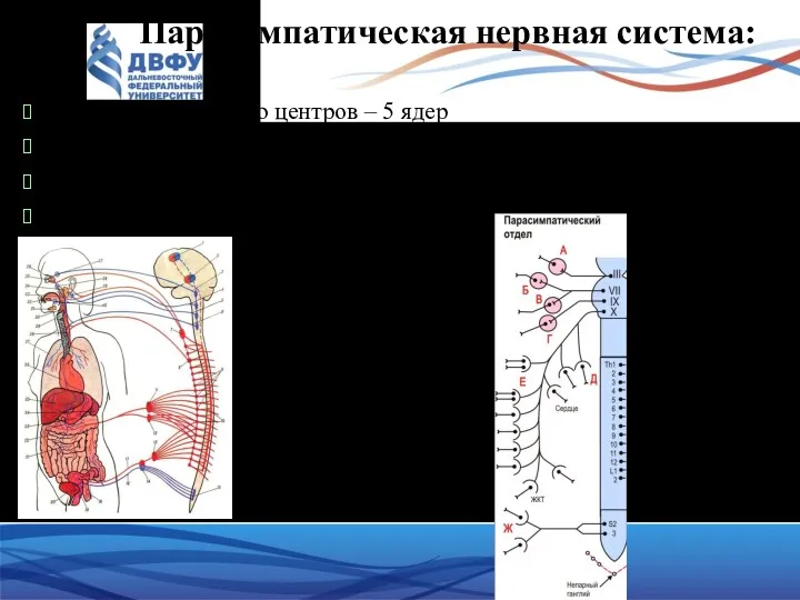 Парасимпатическая нервная система: по распределению центров – 5 ядер по