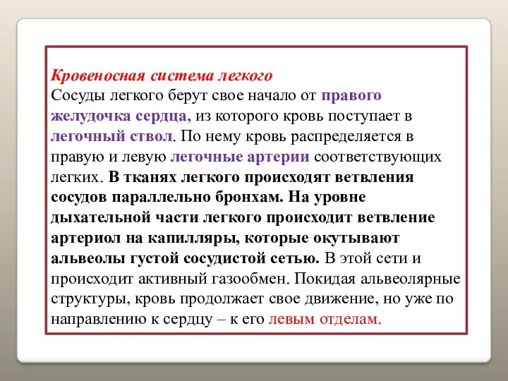 Кровеносная система легкого Сосуды легкого берут свое начало от правого