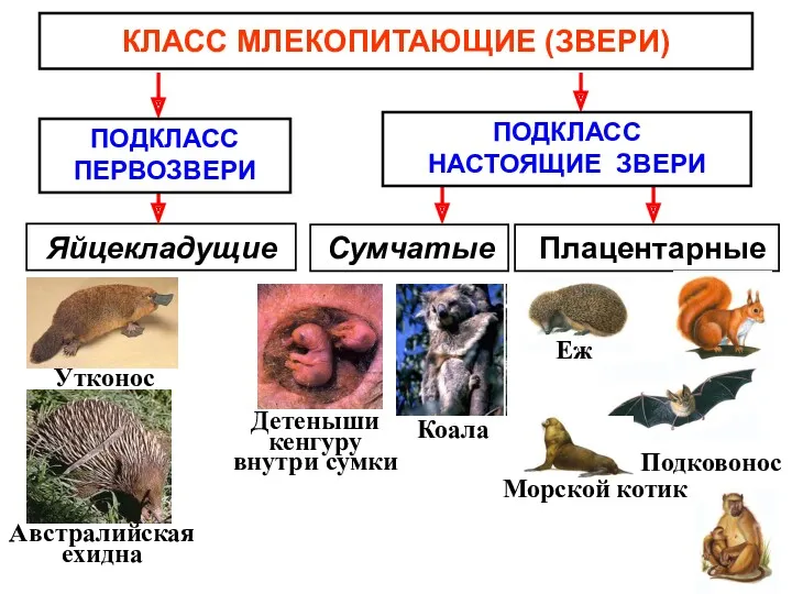 КЛАСС МЛЕКОПИТАЮЩИЕ (ЗВЕРИ) Яйцекладущие Сумчатые Плацентарные ПОДКЛАСС ПЕРВОЗВЕРИ ПОДКЛАСС НАСТОЯЩИЕ