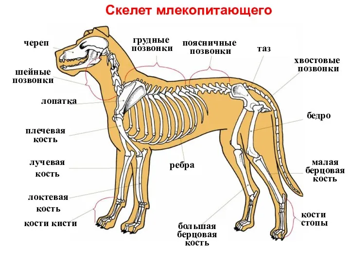 череп таз грудные позвонки лопатка плечевая кость лучевая кость локтевая