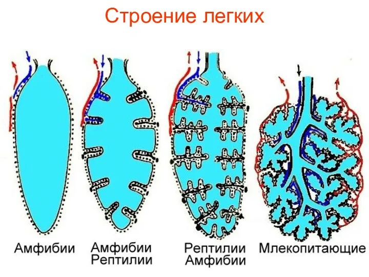 Строение легких