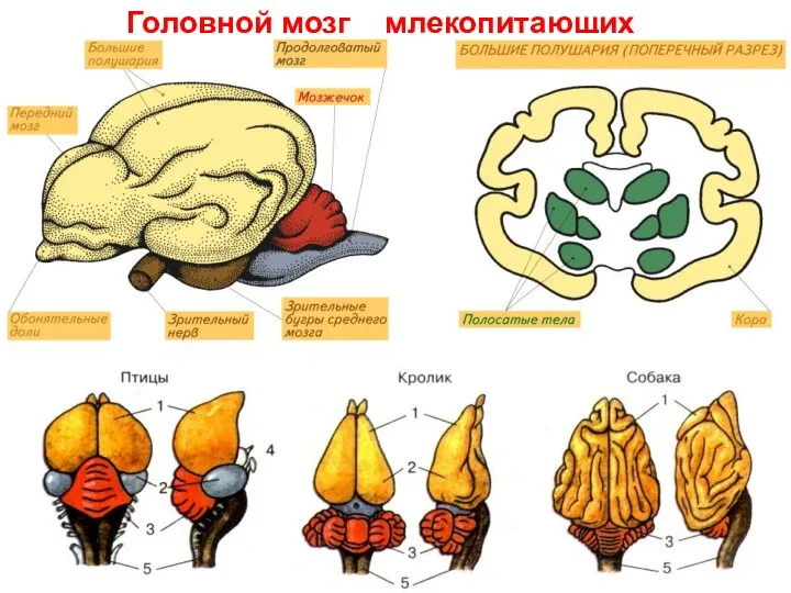 Головной мозг млекопитающих