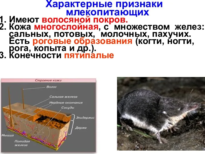 Характерные признаки млекопитающих Имеют волосяной покров. Кожа многослойная, с множеством