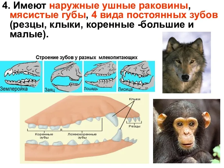 4. Имеют наружные ушные раковины, мясистые губы, 4 вида постоянных