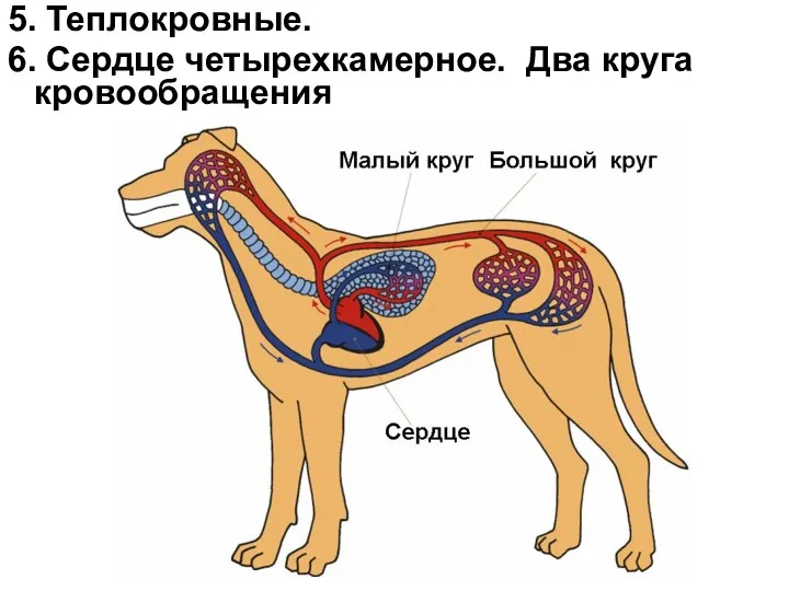 5. Теплокровные. 6. Сердце четырехкамерное. Два круга кровообращения