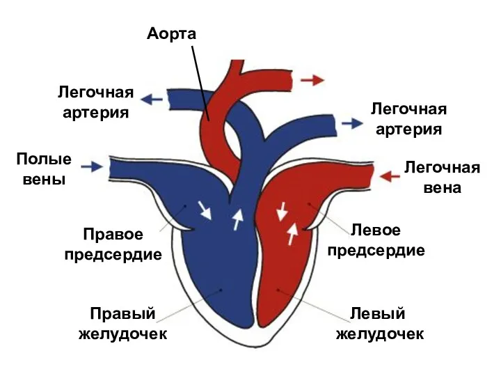 Правый желудочек Аорта Легочная артерия Левый желудочек Левое предсердие Легочная